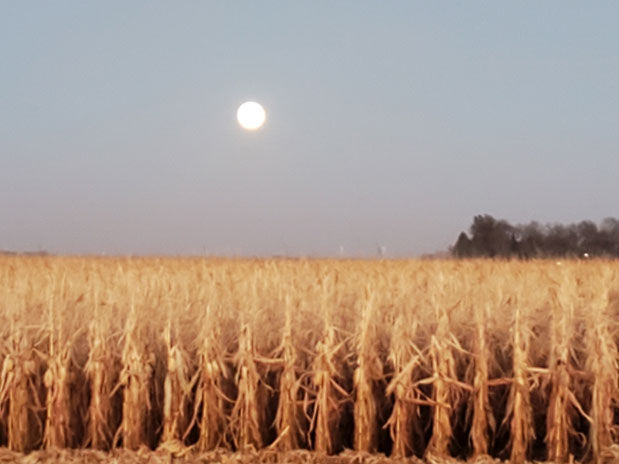 Harvest moon